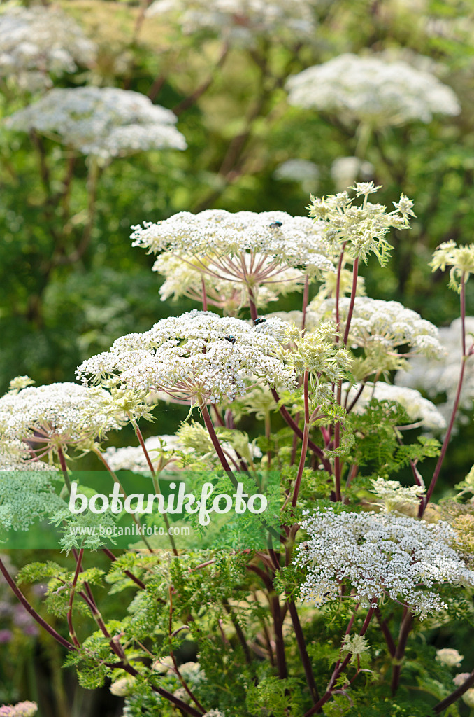 536105 - Wallich milk parsley (Selinum wallichianum)