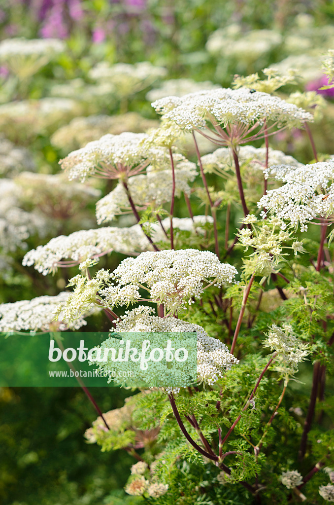 536106 - Wallich milk parsley (Selinum wallichianum)