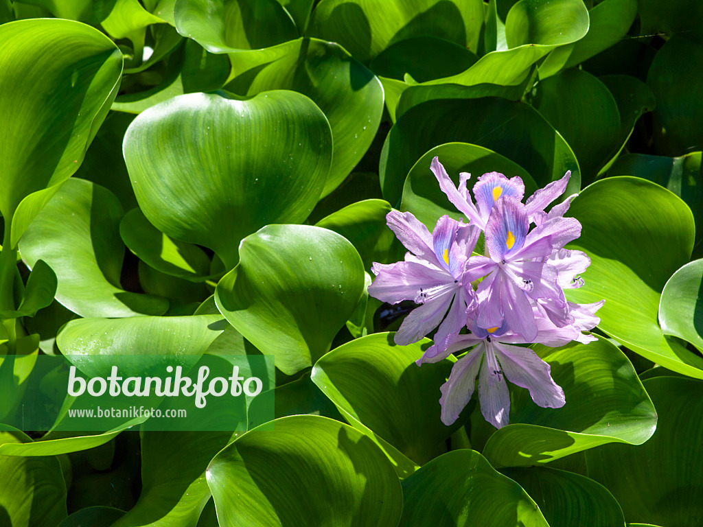 434387 - Water hyacinth (Eichhornia crassipes)