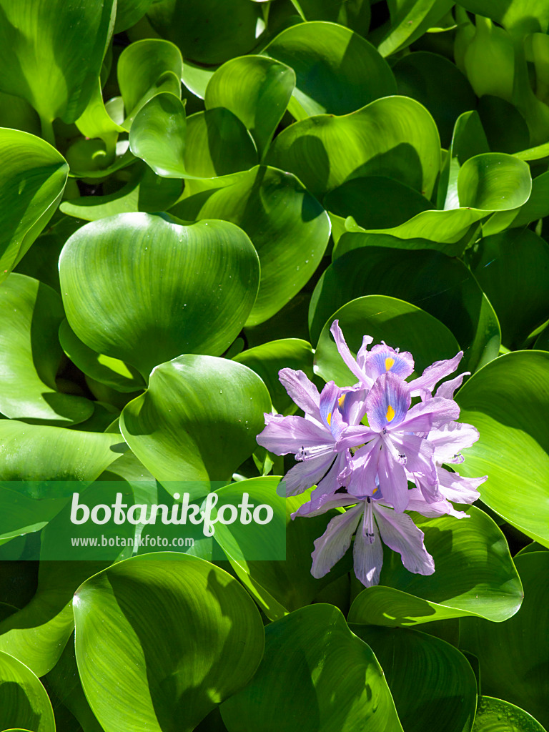 434388 - Water hyacinth (Eichhornia crassipes)