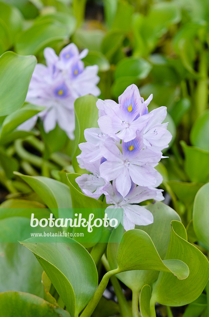 572011 - Water hyacinth (Eichhornia crassipes)