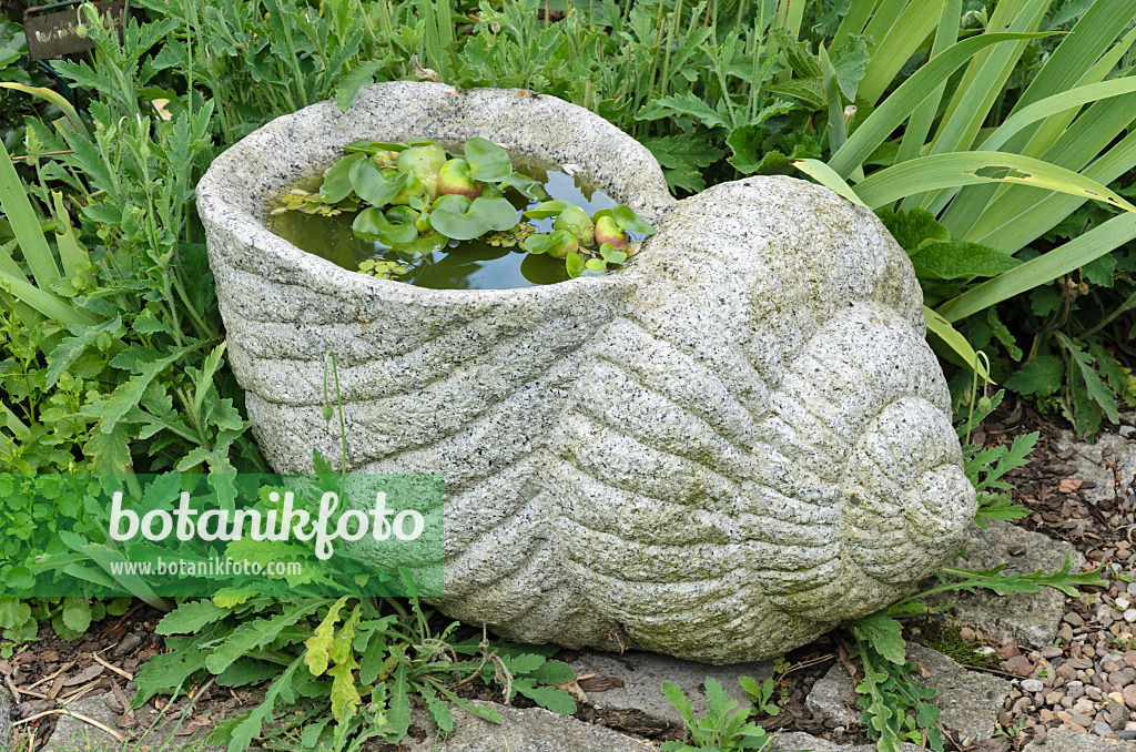 534063 - Water hyacinth (Eichhornia crassipes) in a stone snail