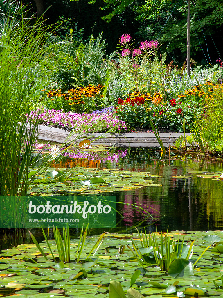 462097 - Water lilies (Nymphaea), cone flowers (Rudbeckia), petunias (Petunia), dahlias (Dahlia) and spider flowers (Tarenaya syn. Cleome)