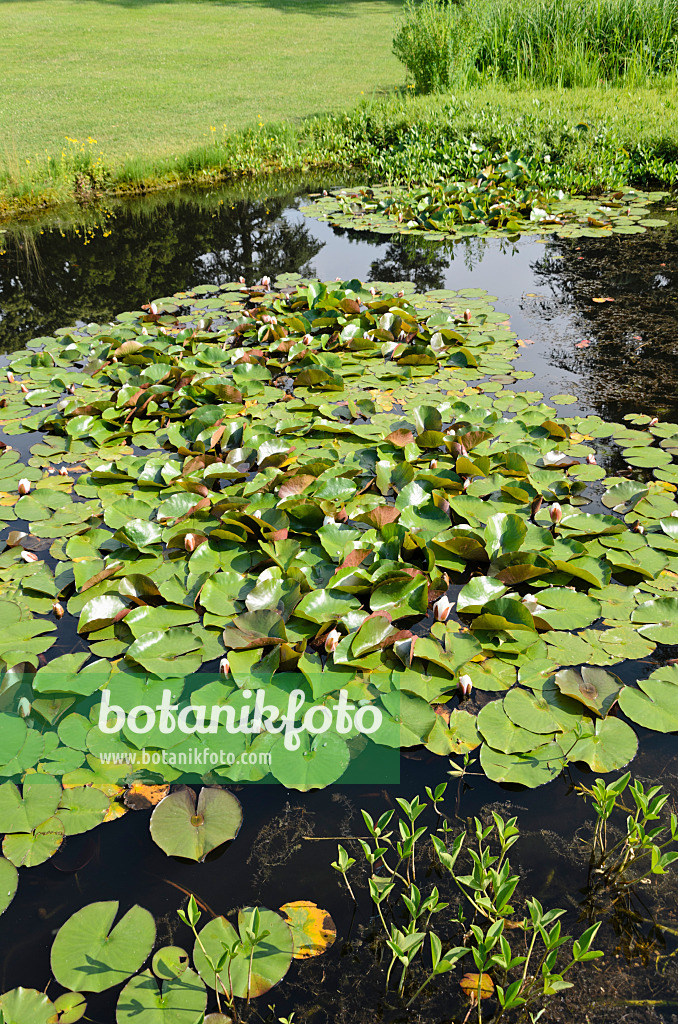 521132 - Water lilies (Nymphaea) in the reflecting water of a pond in a park