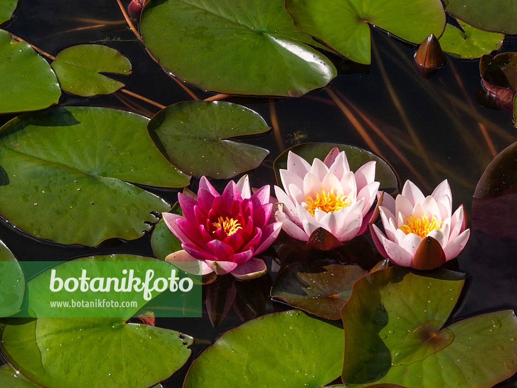 415005 - Water lily (Nymphaea)