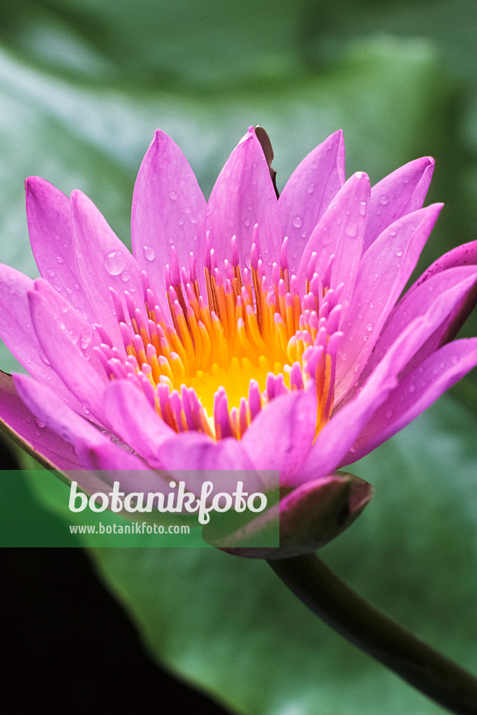 370020 - Water lily (Nymphaea stellata syn. Nymphaea nouchali)