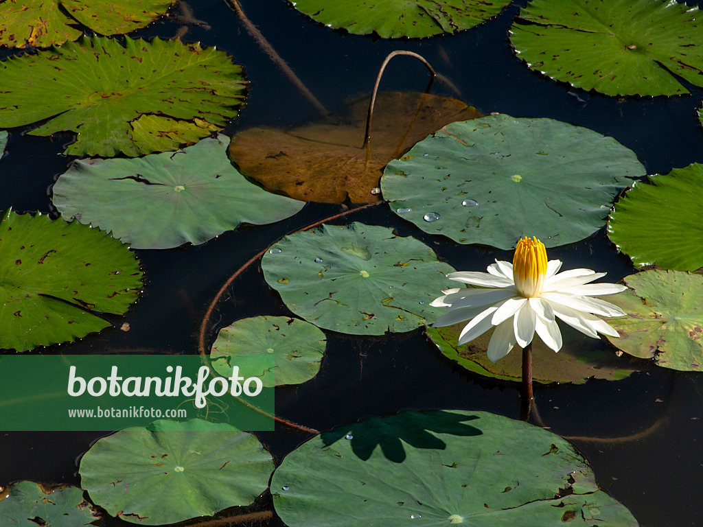 434288 - Water lily (Nymphaea) with radial white petals and yellow pistil