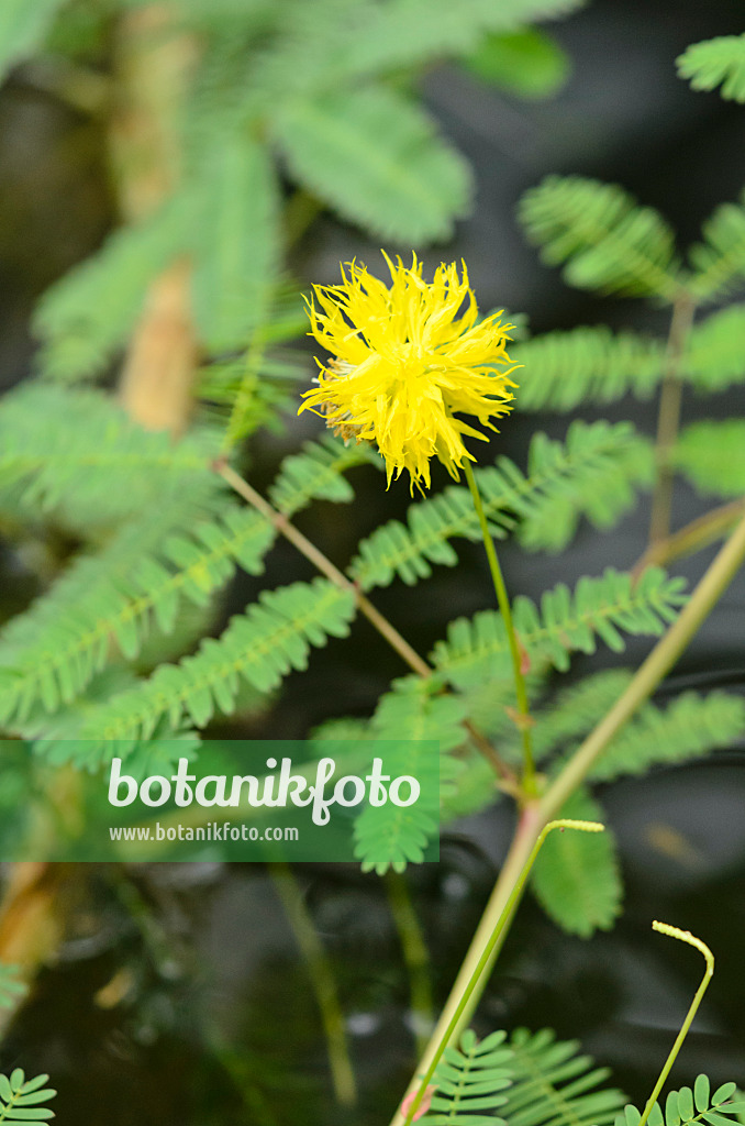 536063 - Water mimosa (Neptunia plena)