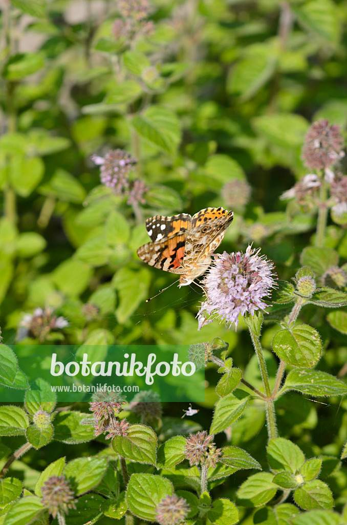 523155 - Water mint (Mentha aquatica) and painted lady (Vanessa cardui)