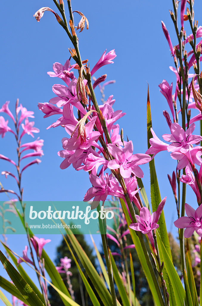 508451 - Watsonia borbonica subsp. ardernei