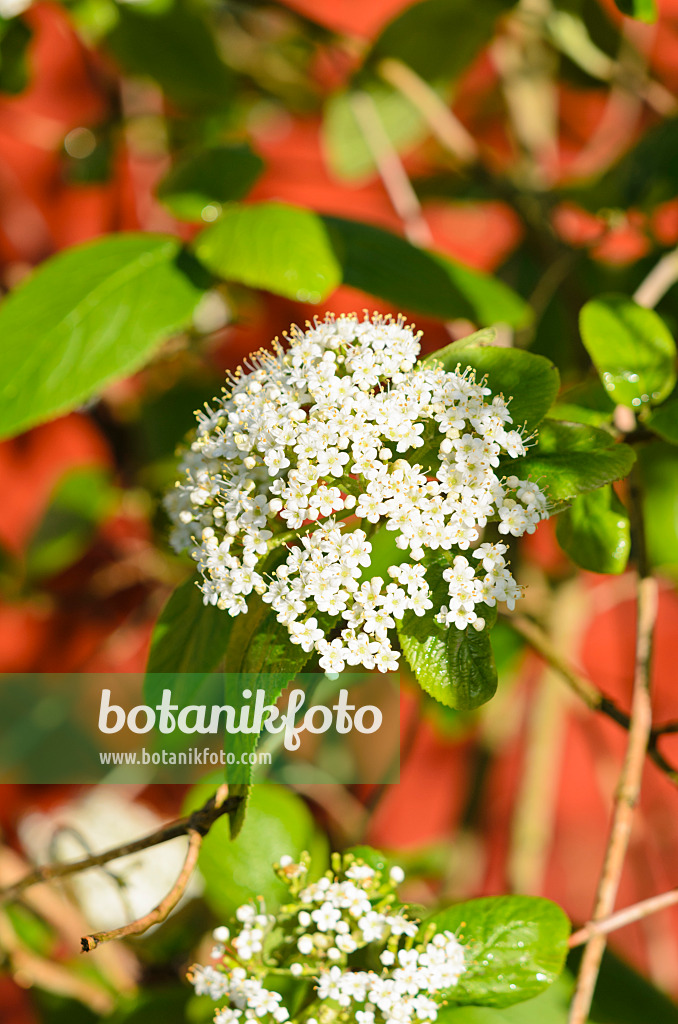 531111 - Wayfaring tree (Viburnum lantana)