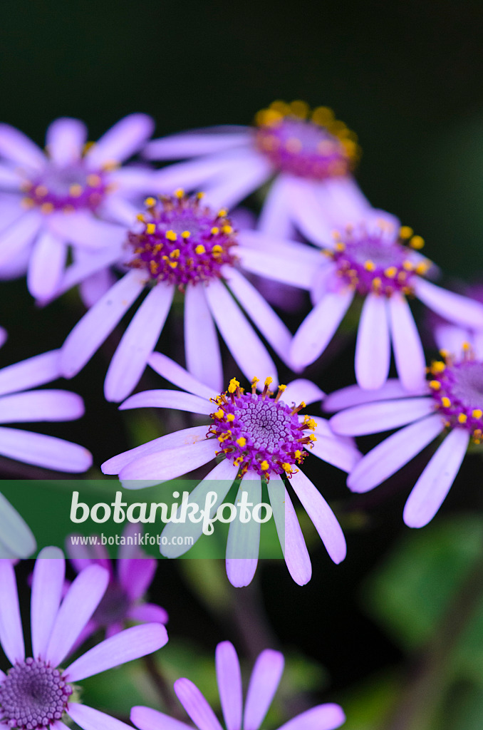 554046 - Webb's cineraria (Pericallis webbii)