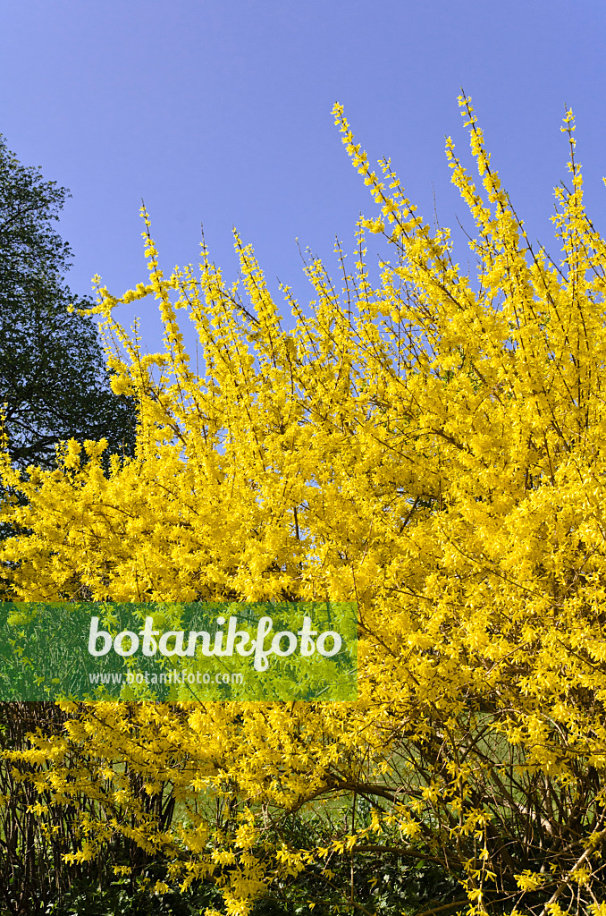 495043 - Weeping forsythia (Forsythia suspensa)