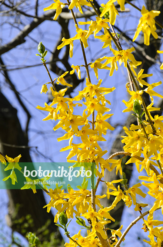 495039 - Weeping forsythia (Forsythia suspensa var. fortunei)