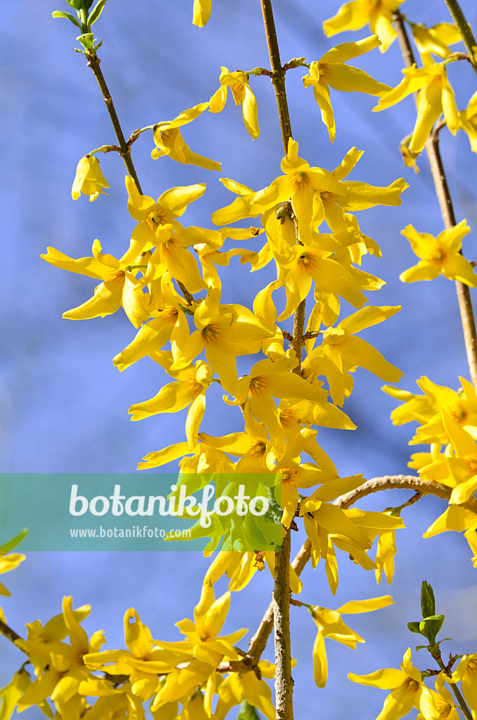 495040 - Weeping forsythia (Forsythia suspensa var. fortunei)