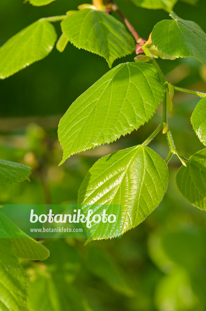 520035 - Weeping silver lime (Tilia petiolaris)