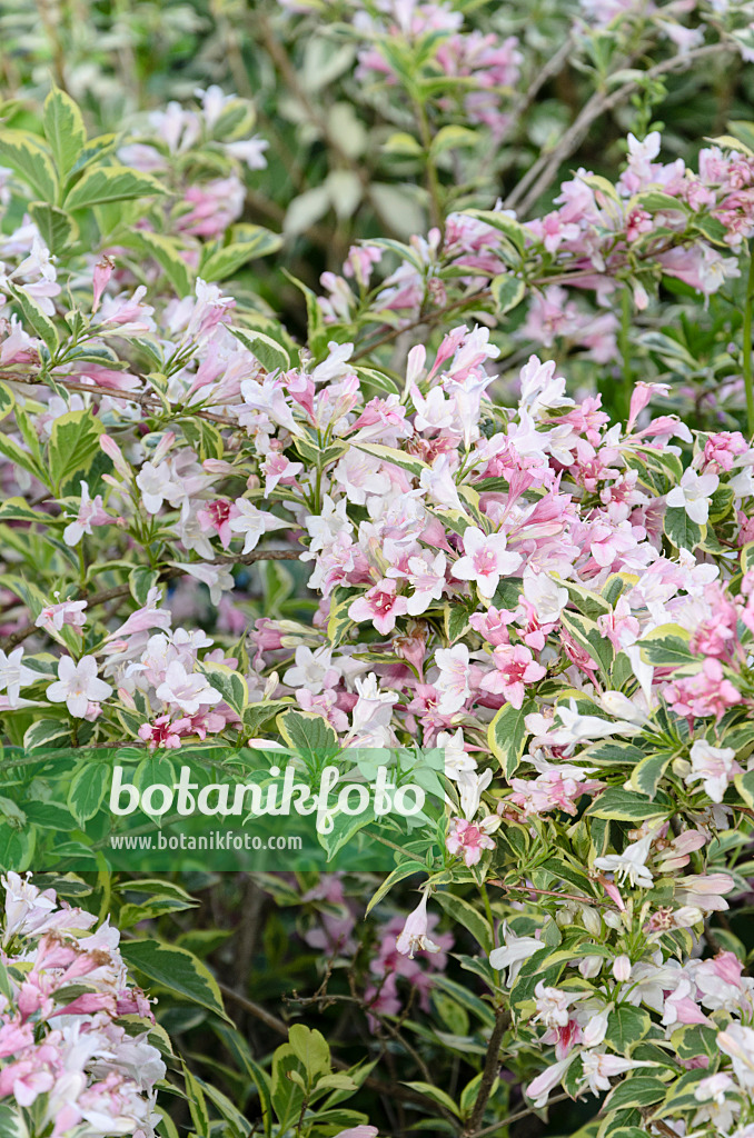 508204 - Weigela florida 'Variegata'