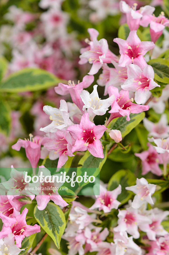 545020 - Weigela florida 'Variegata'