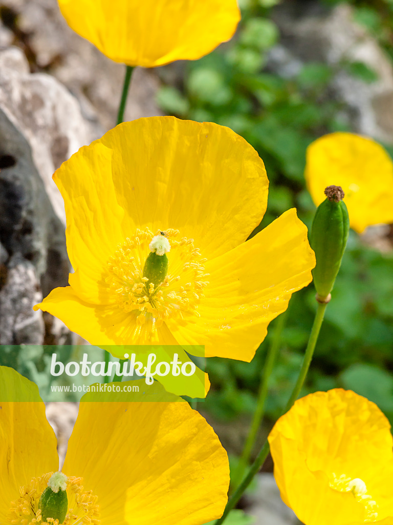 437255 - Welsh poppy (Meconopsis cambrica)