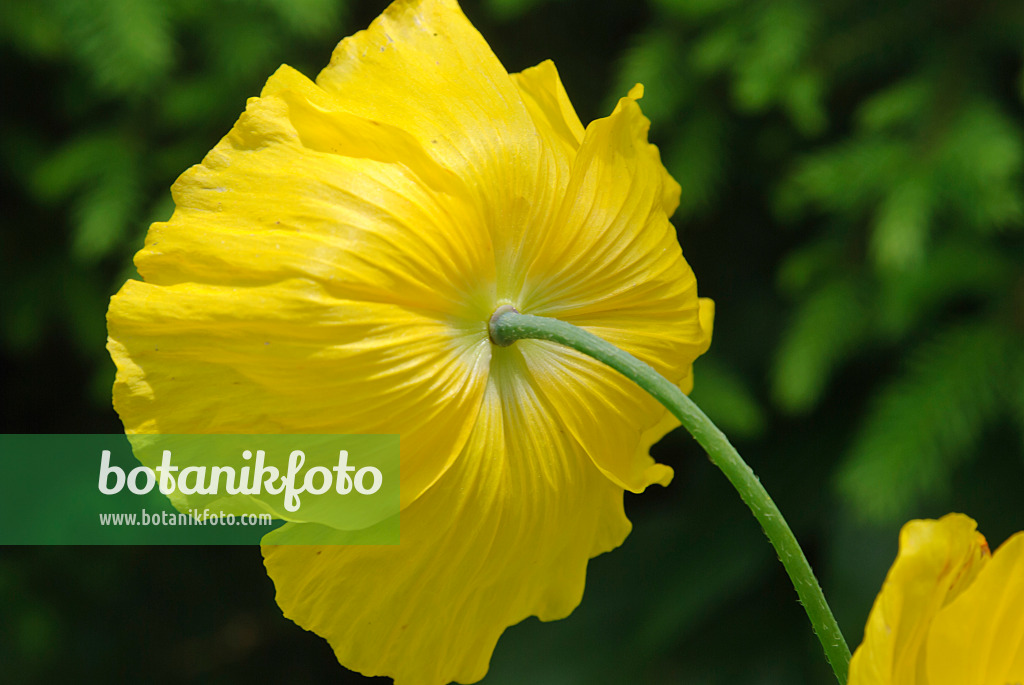 488160 - Welsh poppy (Meconopsis cambrica)