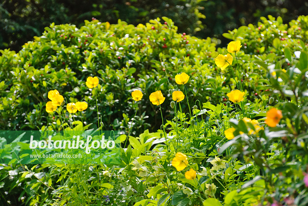 496166 - Welsh poppy (Meconopsis cambrica)