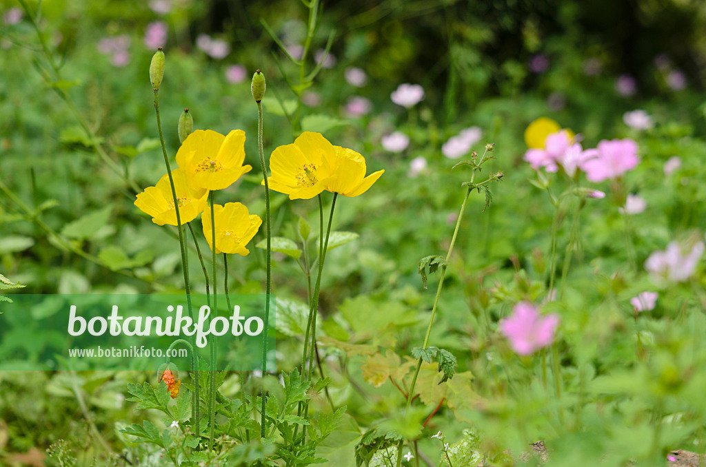 533604 - Welsh poppy (Meconopsis cambrica)