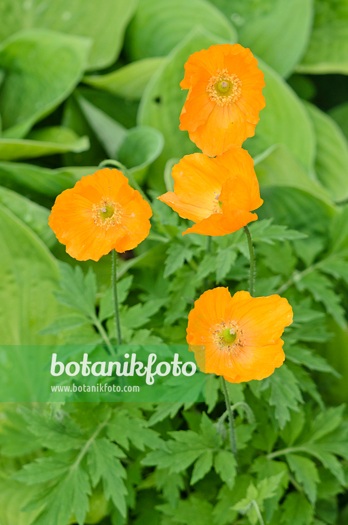 533490 - Welsh poppy (Meconopsis cambrica 'Aurantiaca')