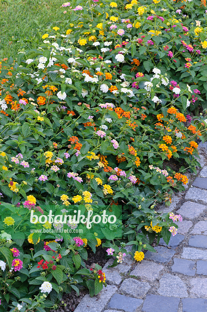 476022 - West Indian lantana (Lantana camara)