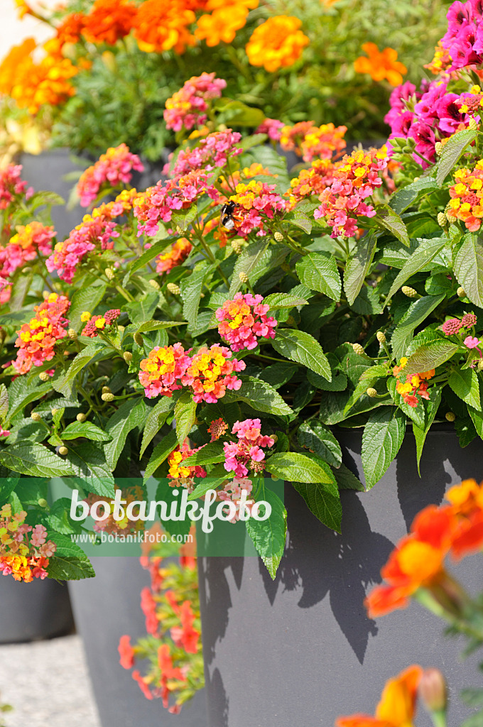 487059 - West Indian lantana (Lantana camara)