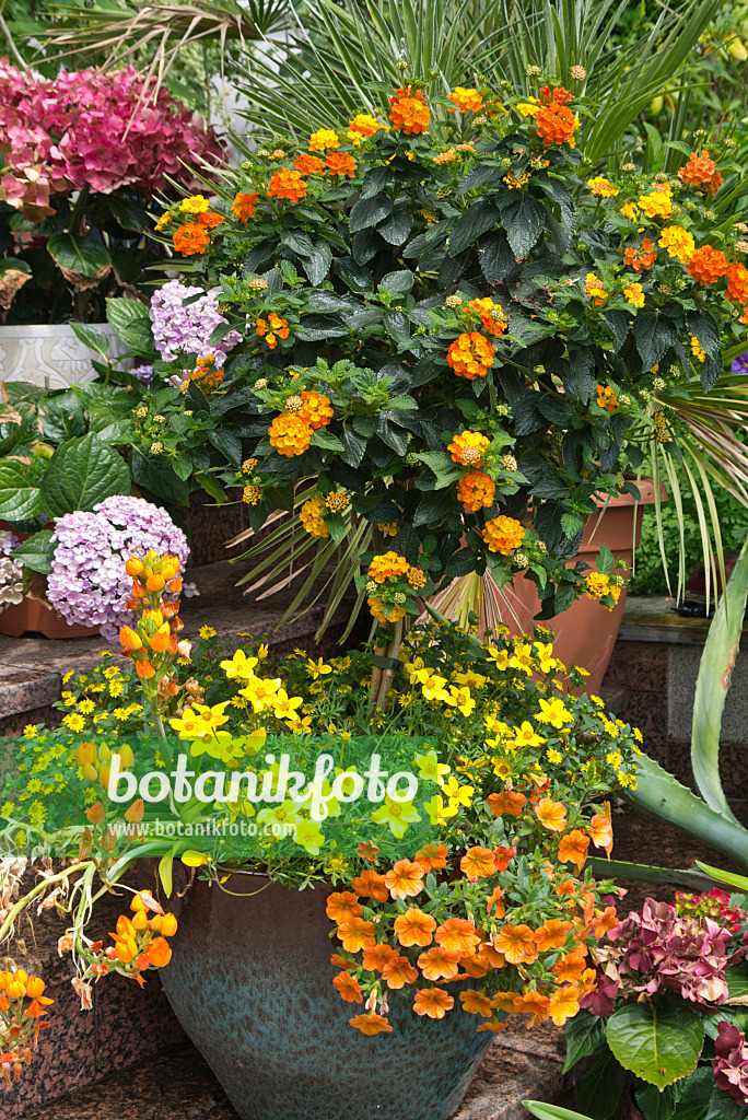 534243 - West Indian lantana (Lantana camara), beggarticks (Bidens) and Calibrachoa