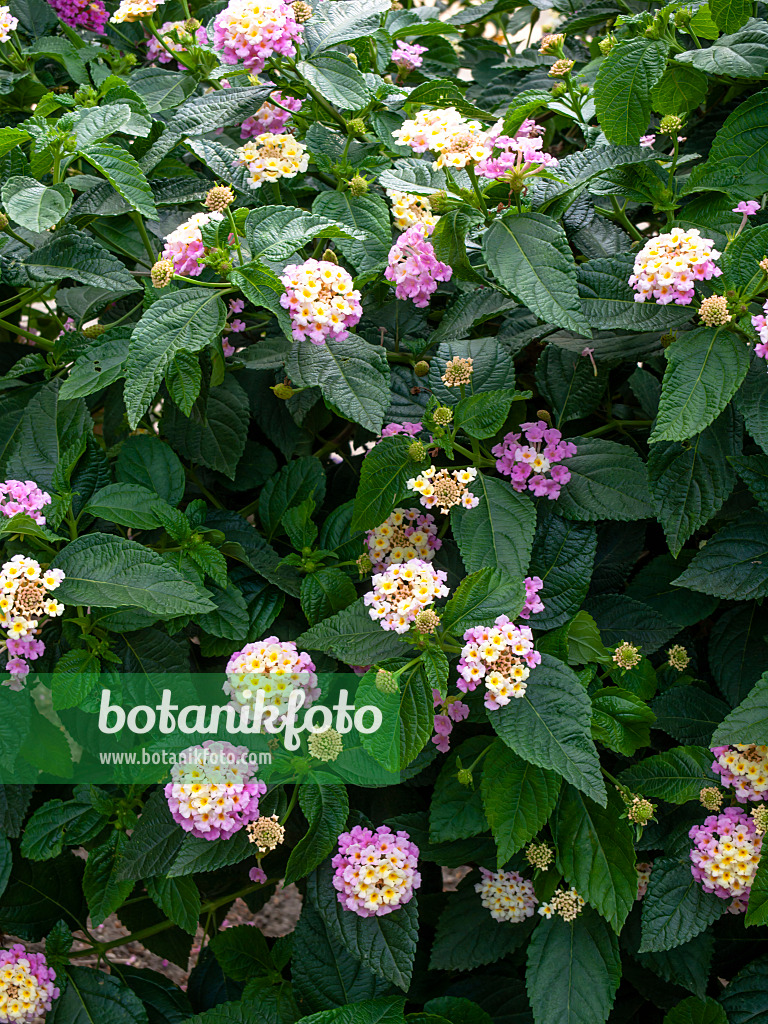 462172 - West Indian lantana (Lantana camara 'Fabiola')