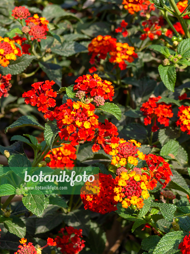 442015 - West Indian lantana (Lantana camara 'Kolibri')