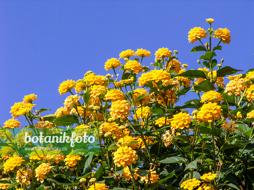 442018 - West Indian lantana (Lantana camara 'Yellow King')