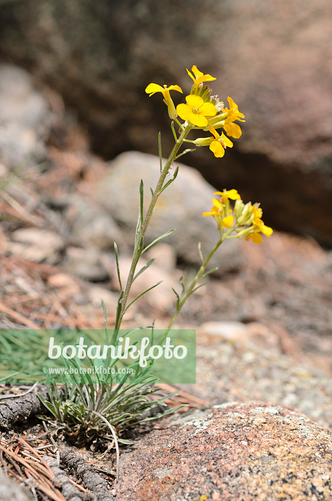 508354 - Western wallflower (Erysimum asperum)