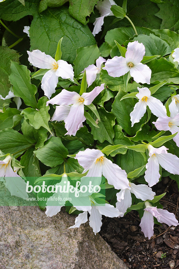 472108 - Western white trillium (Trillium ovatum)