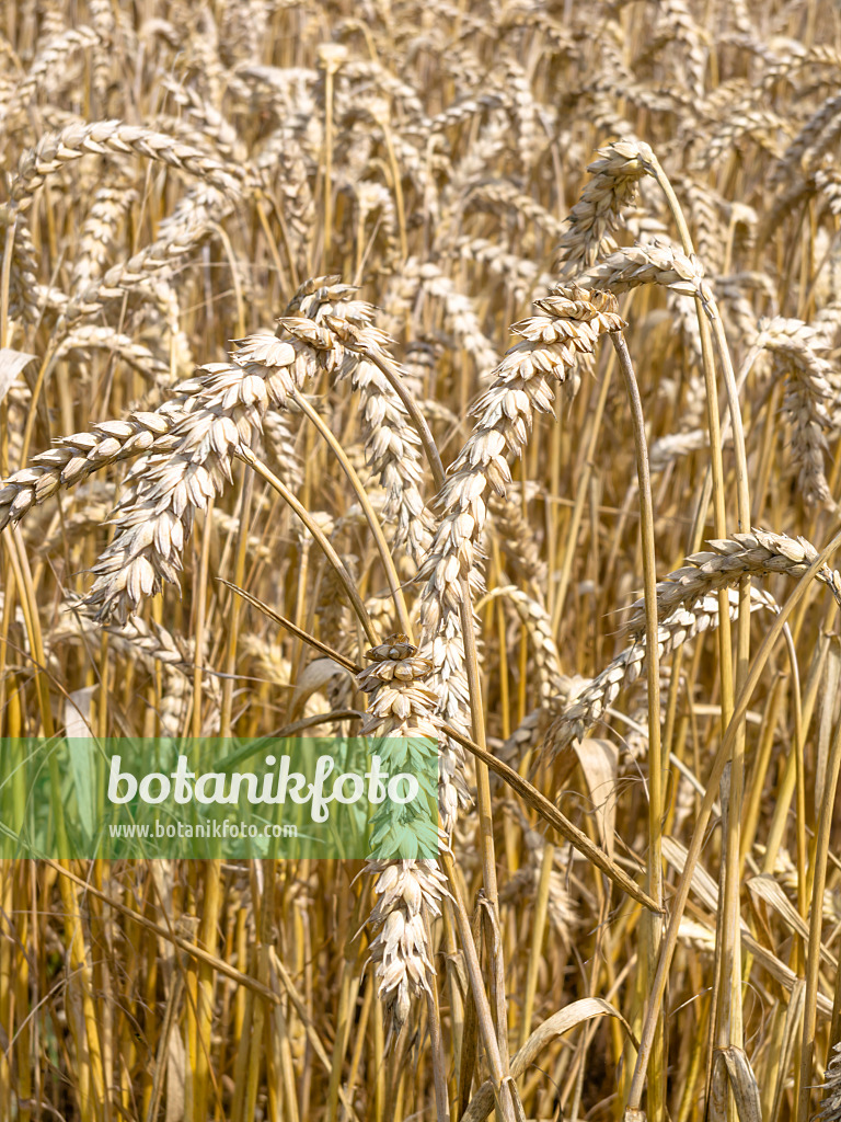 487191 - Wheat (Triticum aestivum)