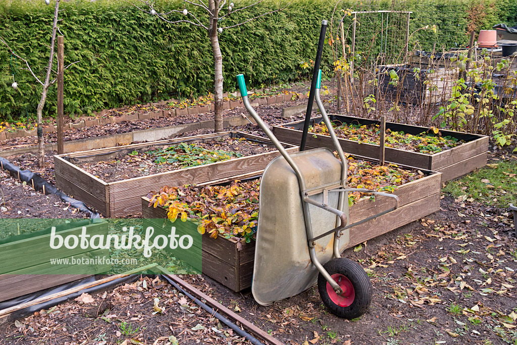 576027 - Wheelbarrow set up in front of several low raised beds with wooden boarding in the autumn allotment garden