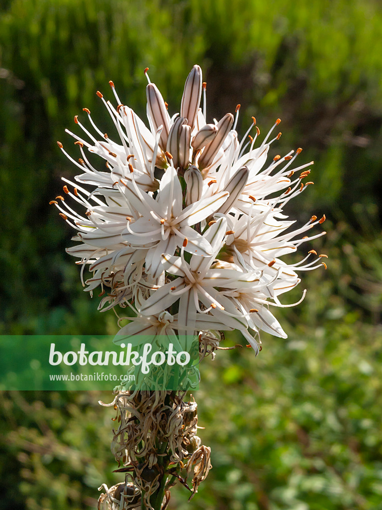 414002 - White asphodel (Asphodelus albus)