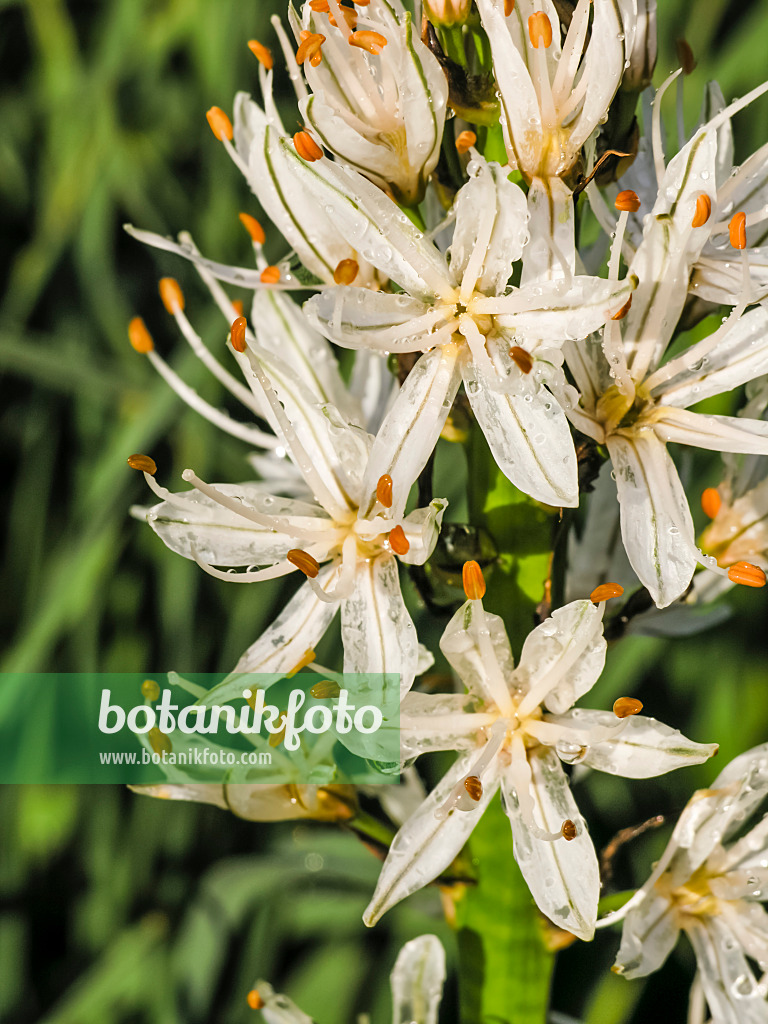 425021 - White asphodel (Asphodelus albus)