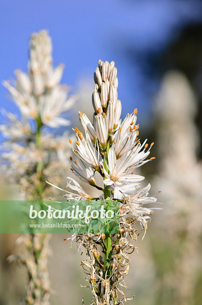 520363 - White asphodel (Asphodelus albus)