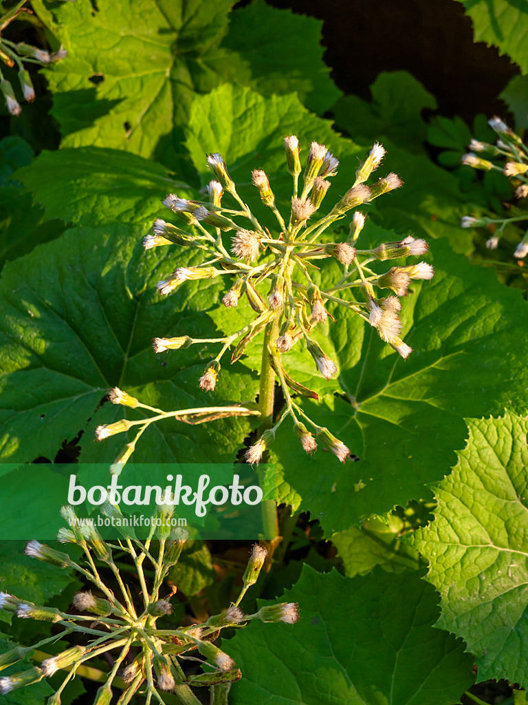 459033 - White butterbur (Petasites albus)