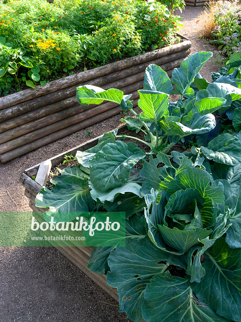 462051 - White cabbage (Brassica oleracea var. capitata f. alba) in a raised bed