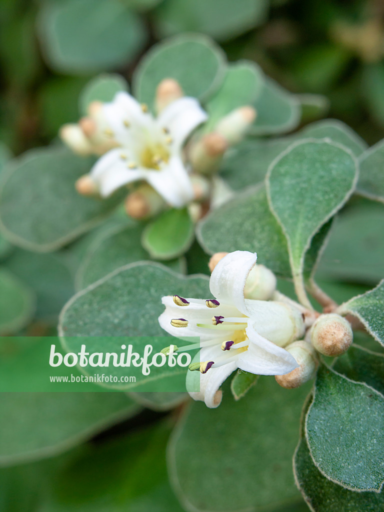 444004 - White correa (Correa alba)