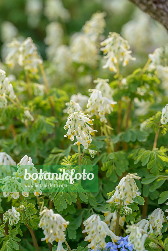 575071 - White corydalis (Pseudofumaria alba syn. Corydalis ochroleuca)