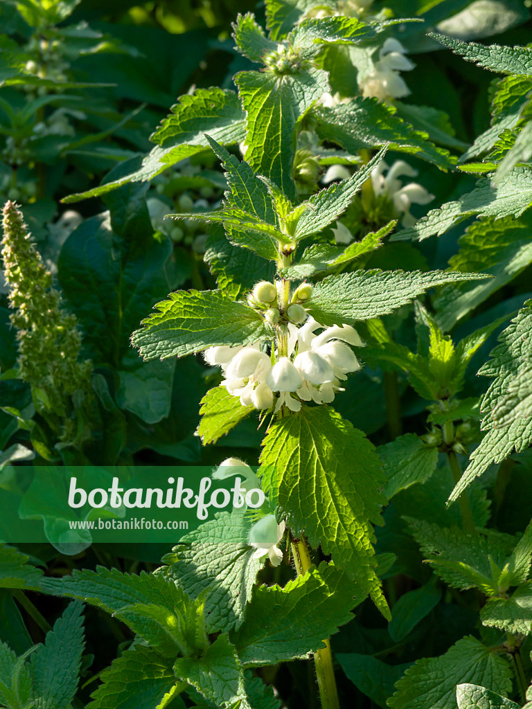 460046 - White dead nettle (Lamium album)