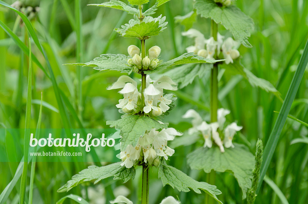 508037 - White dead nettle (Lamium album)