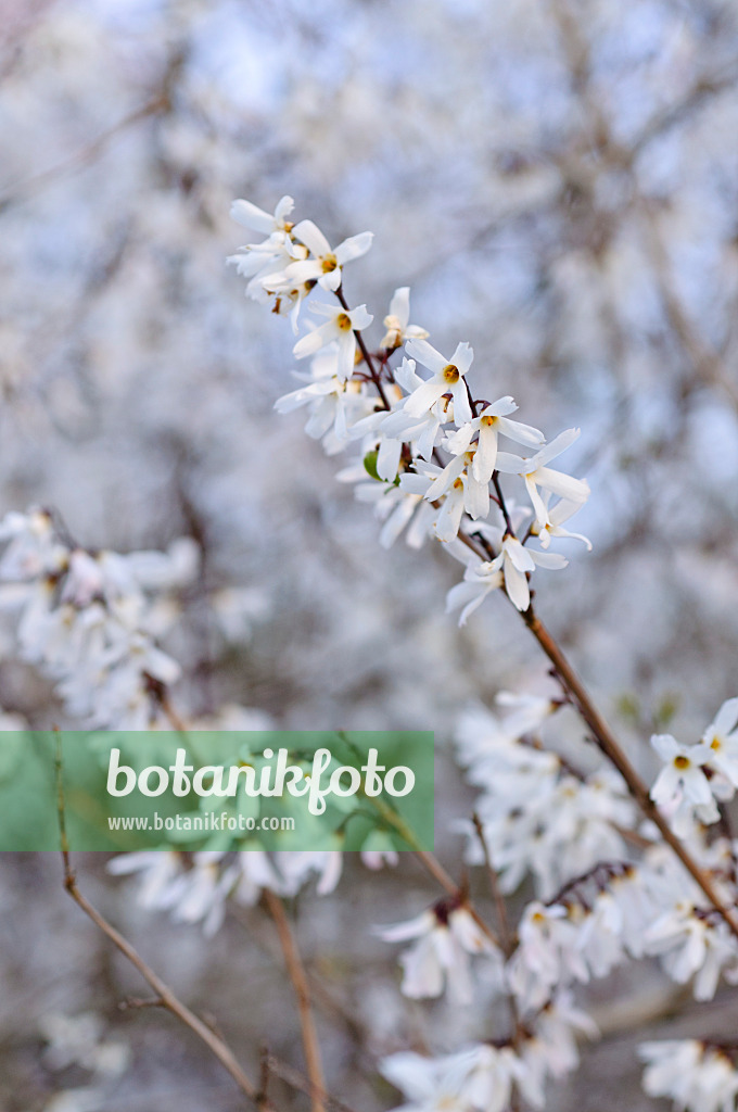 483112 - White forsythia (Abeliophyllum distichum)