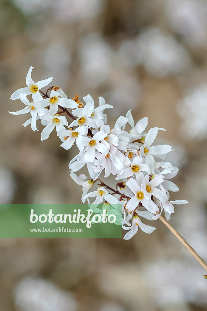 593001 - White forsythia (Abeliophyllum distichum)