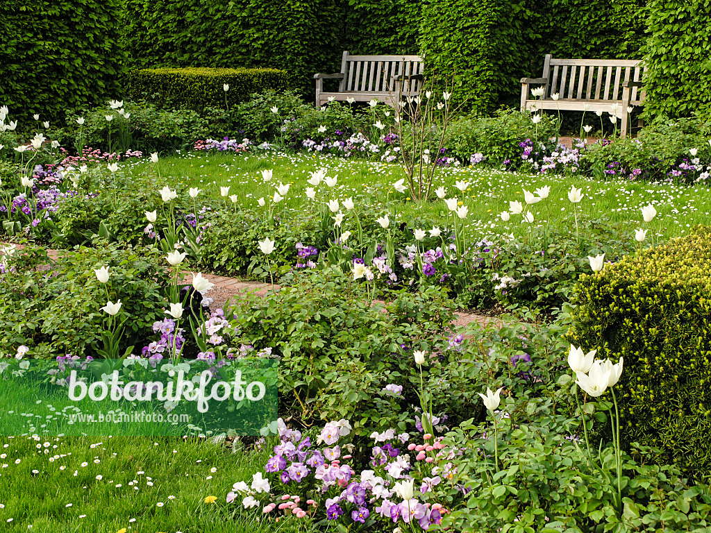 425009 - White garden with tulips, Britzer Garten, Berlin, Germany