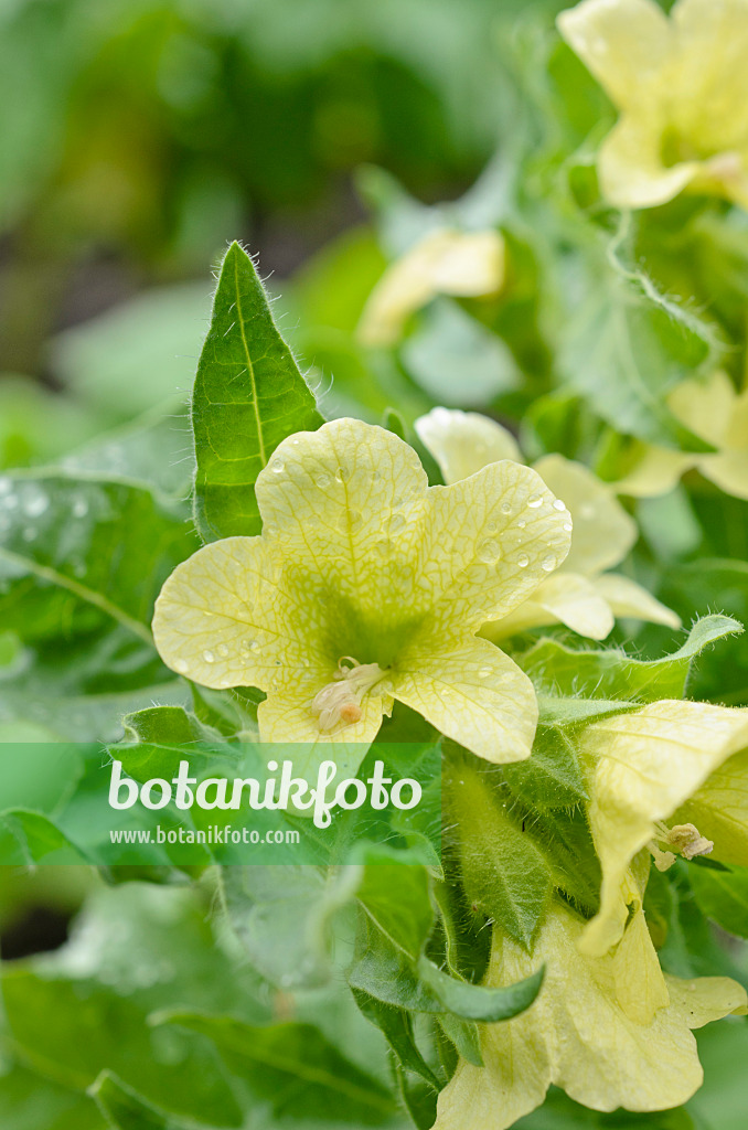 508554 - White henbane (Hyoscyamus albus)